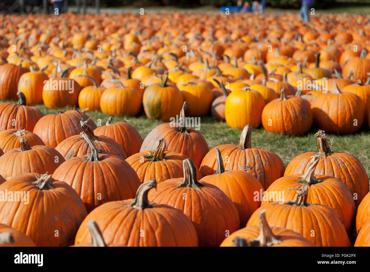Pumpkins stacked in rows and waiting for families to choose them for carving on Halloween Stock Photo
