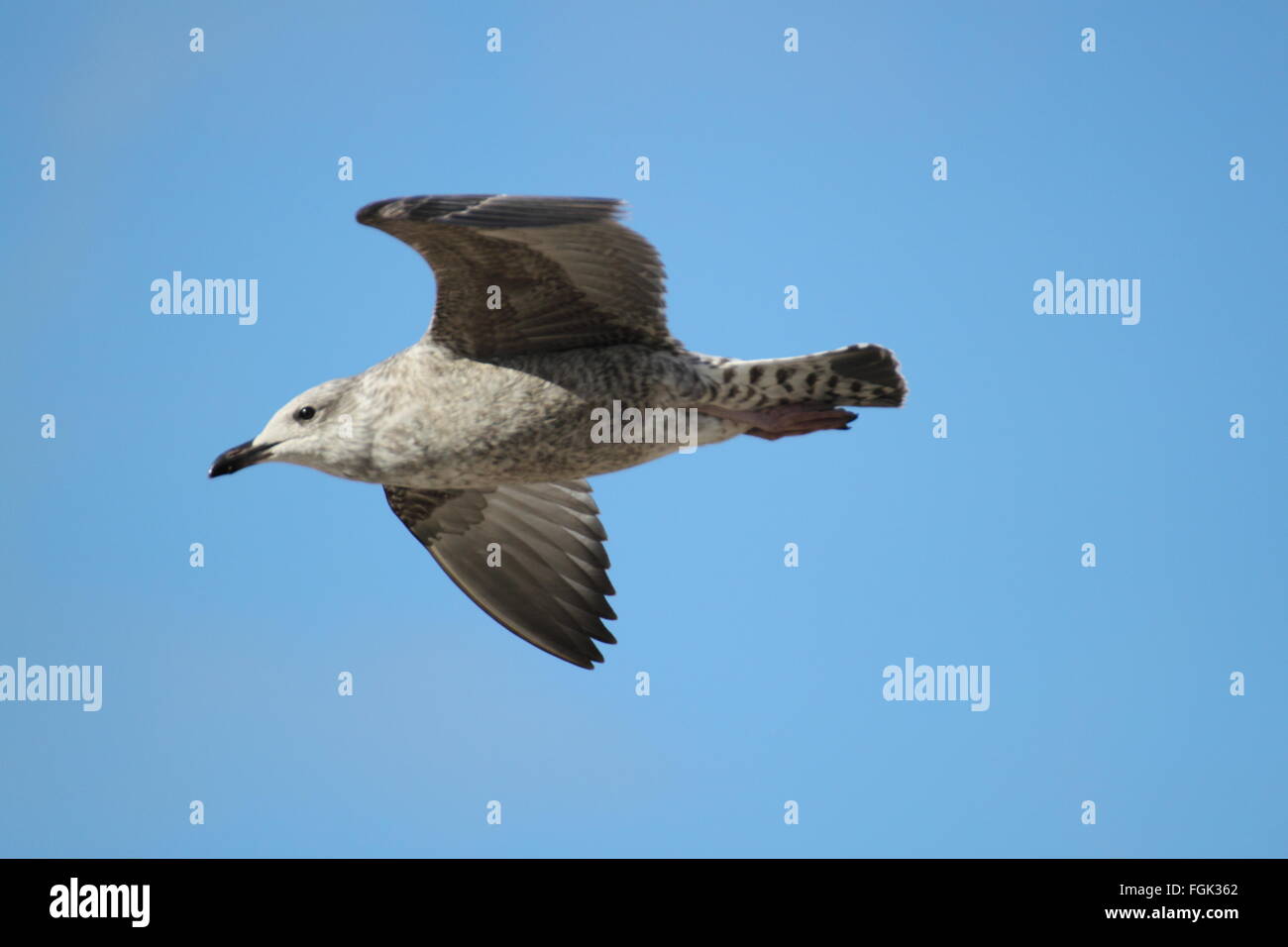 Young Herring gull in flight Stock Photo Alamy