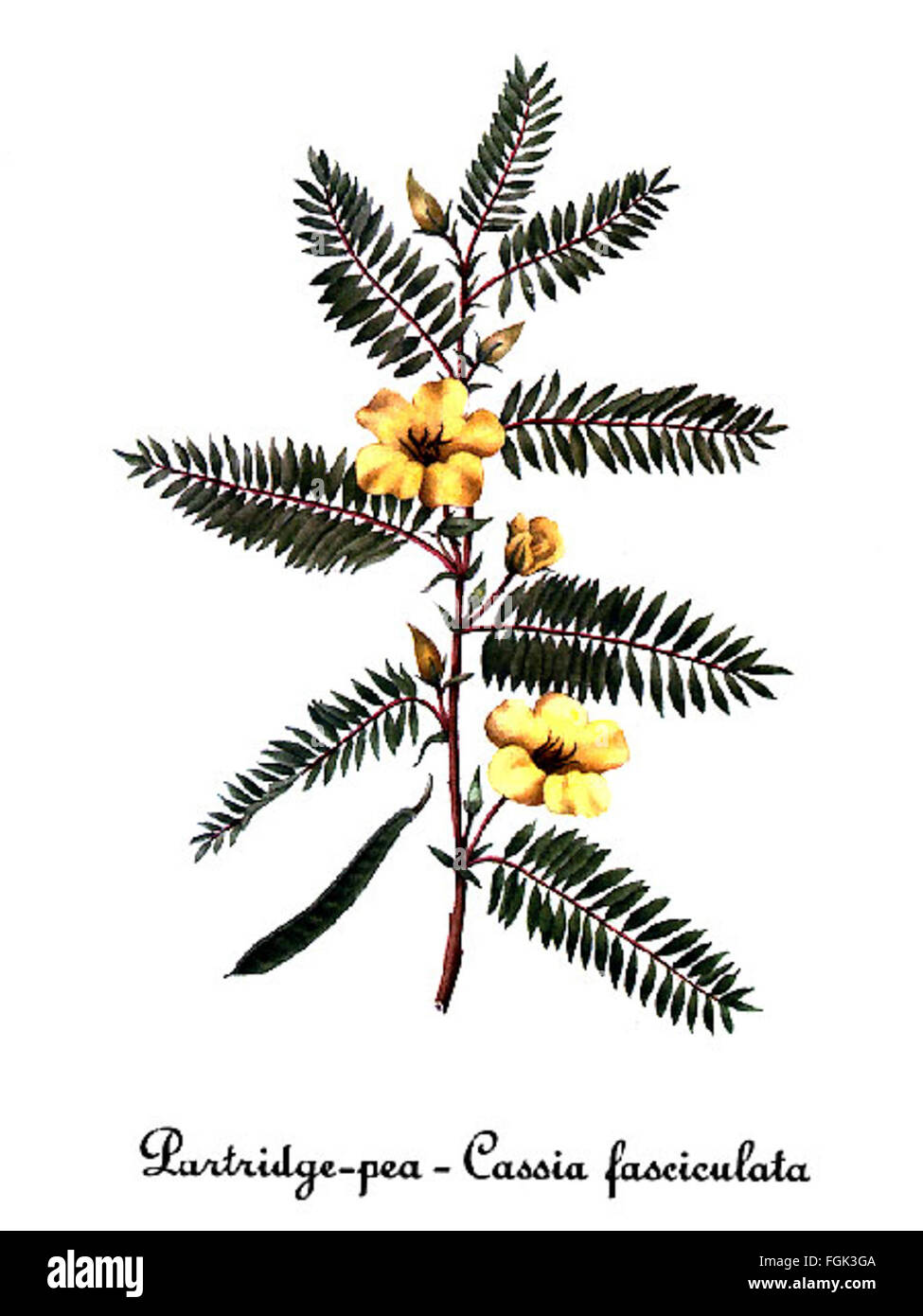 Cassia fasciculata, by Mary Vaux Walcott Stock Photo