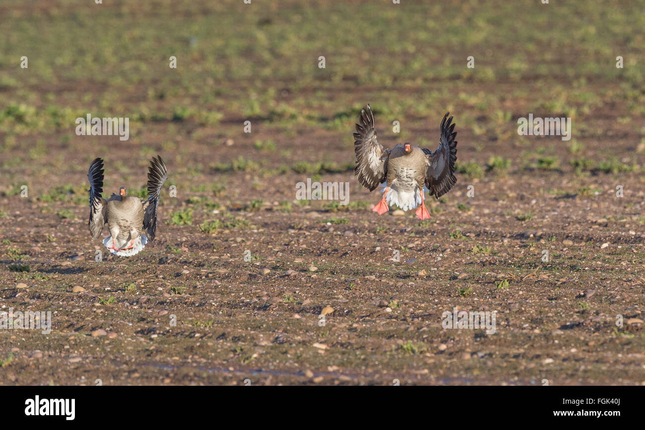 Pair of Greylag geese landing in field. Stock Photo