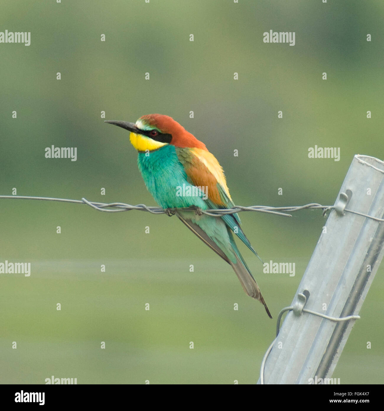 Bienenfresser, Bee-eater; Merops apiaster Stock Photo