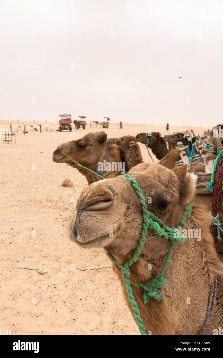 Camels in desert, Tozeur oasis, Tunisia Stock Photo