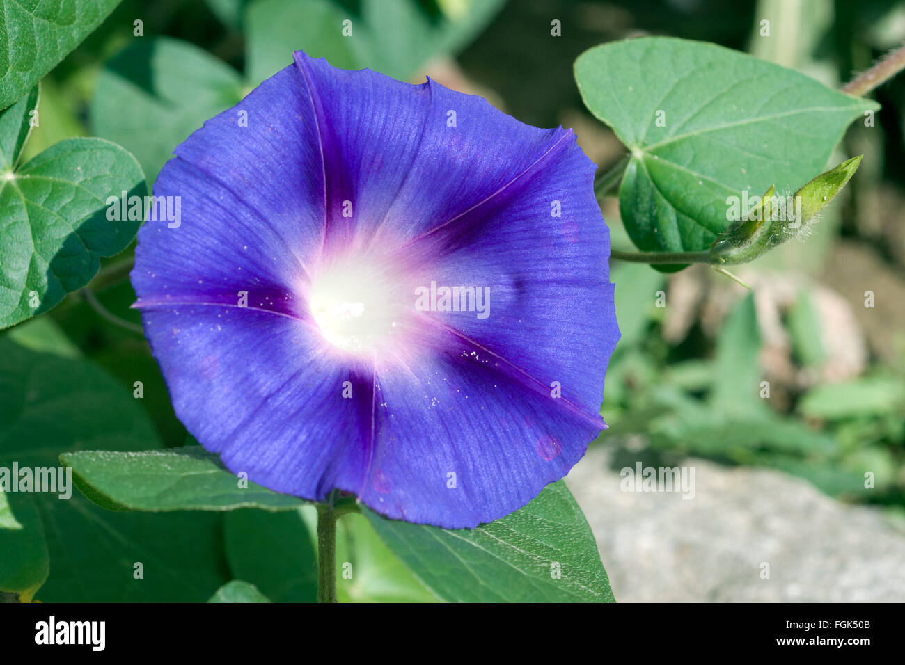 Trichterwinde, Ipomoea purpurea Stock Photo