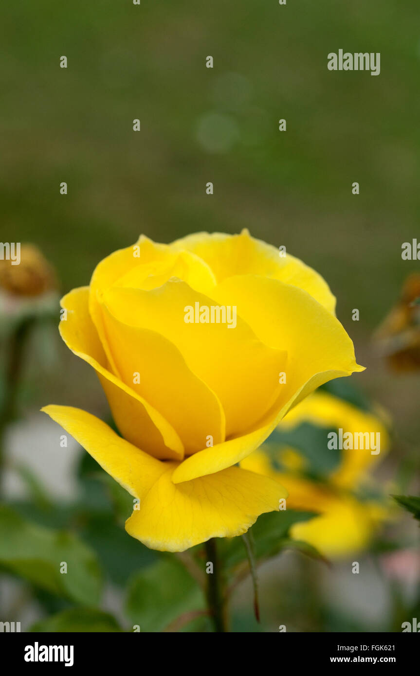 Gelbe Edelrose, rosa Stock Photo