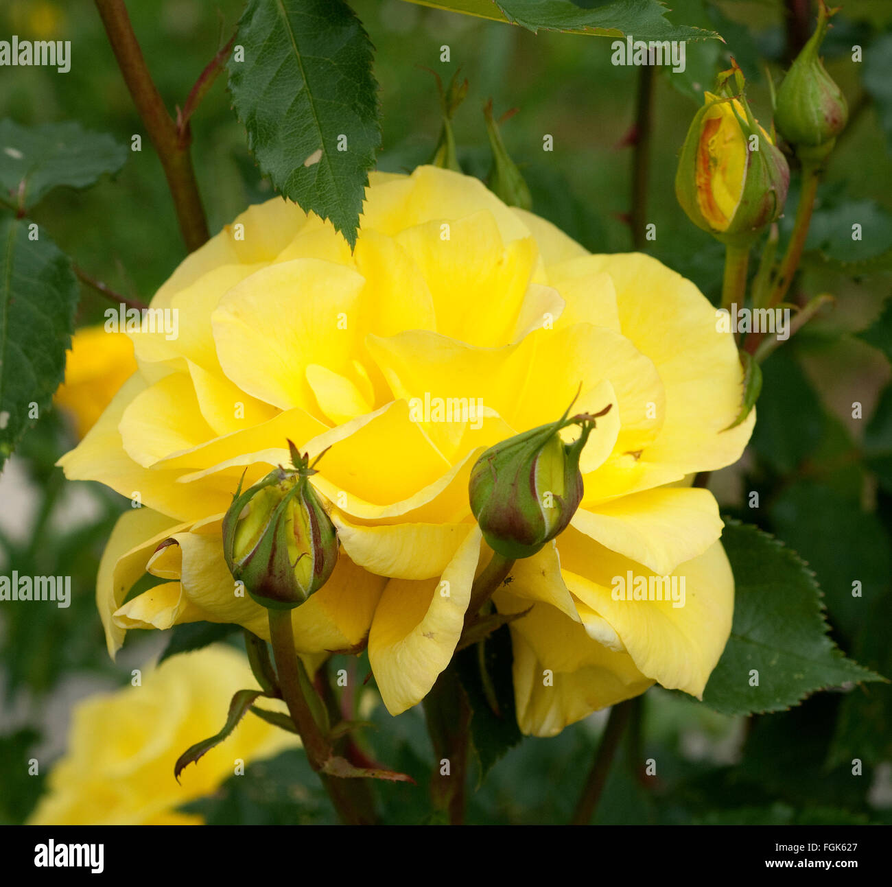 Gelbe Edelrose, rosa Stock Photo