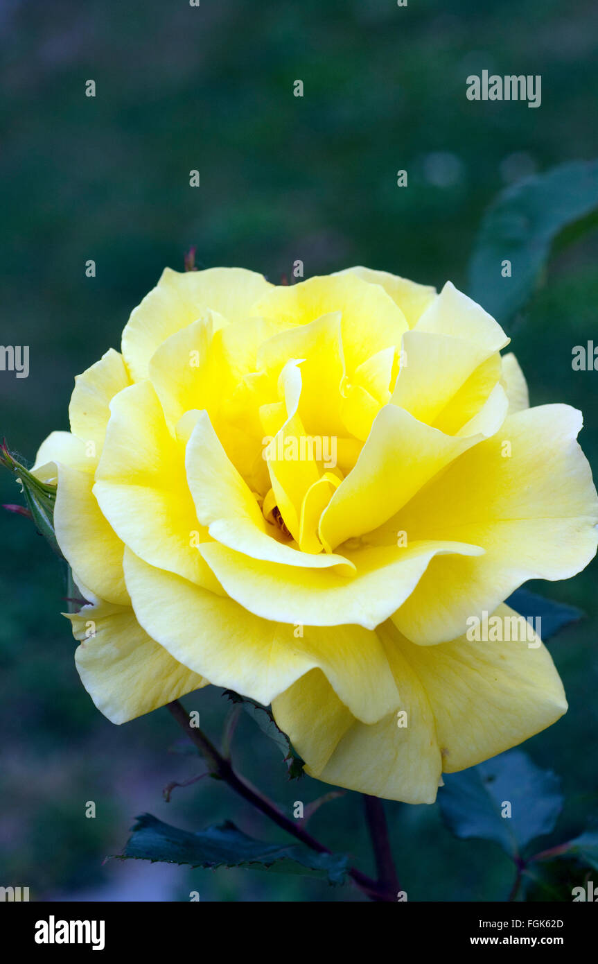 Gelbe Edelrose, rosa Stock Photo