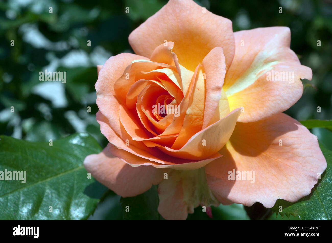 Edelrose, orange Stock Photo