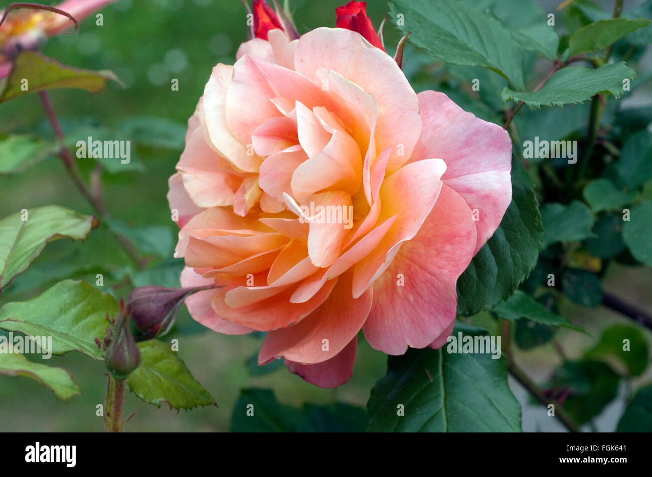 Edelrose, orange Stock Photo