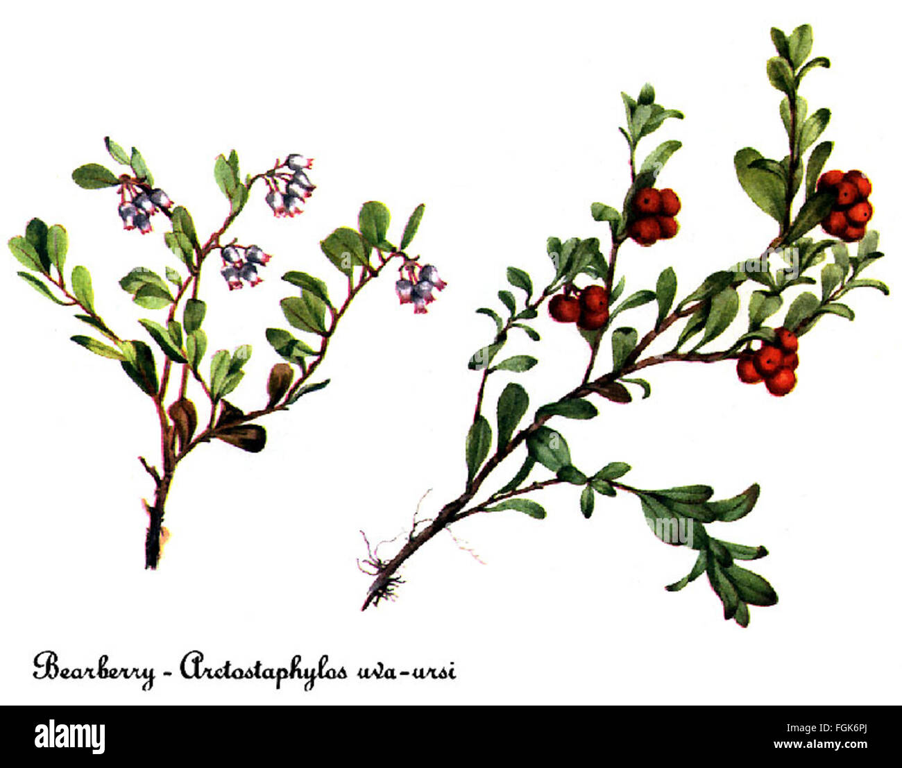 Arctostaphylos uva-ursi-4, by Mary Vaux Walcott Stock Photo