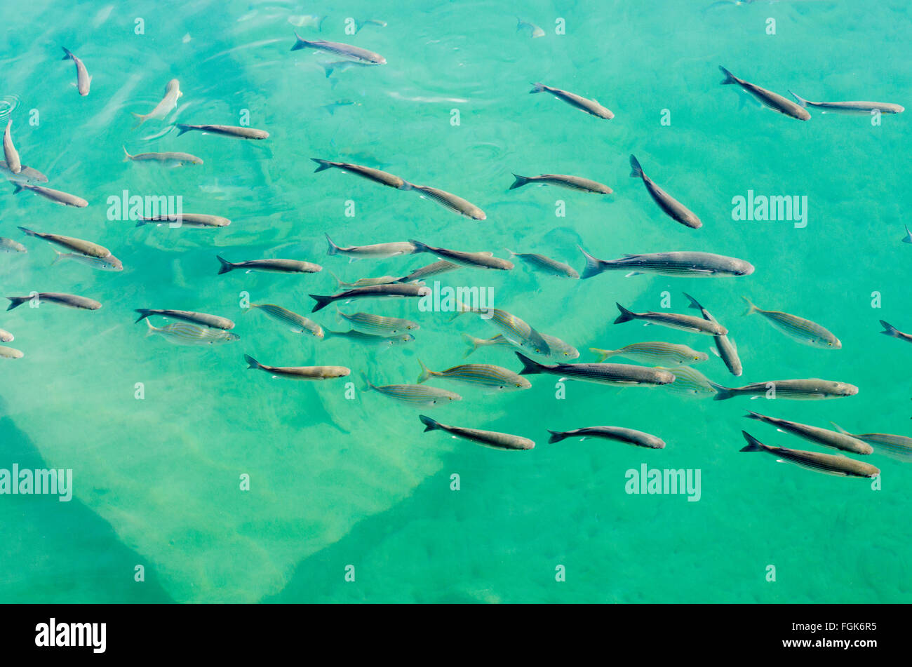 Shoal of small fish in the in clear water of the harbour Stock Photo
