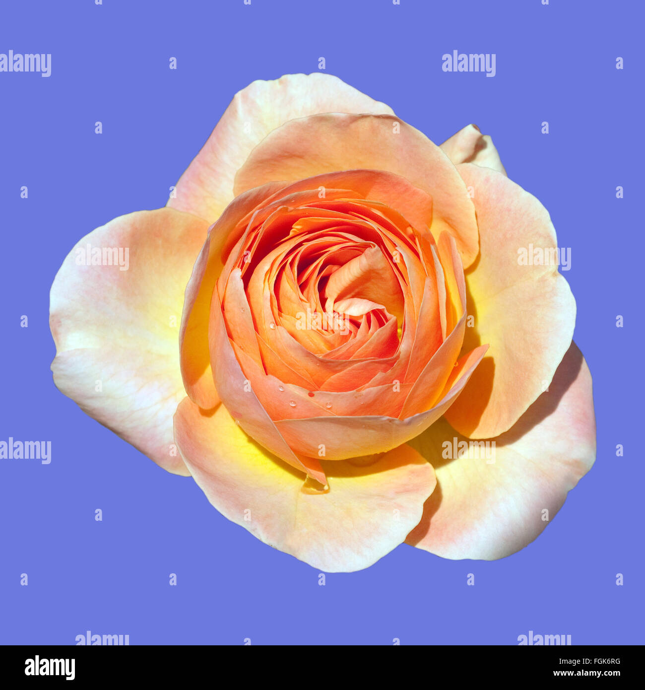 Edelrose, La Palma Stock Photo