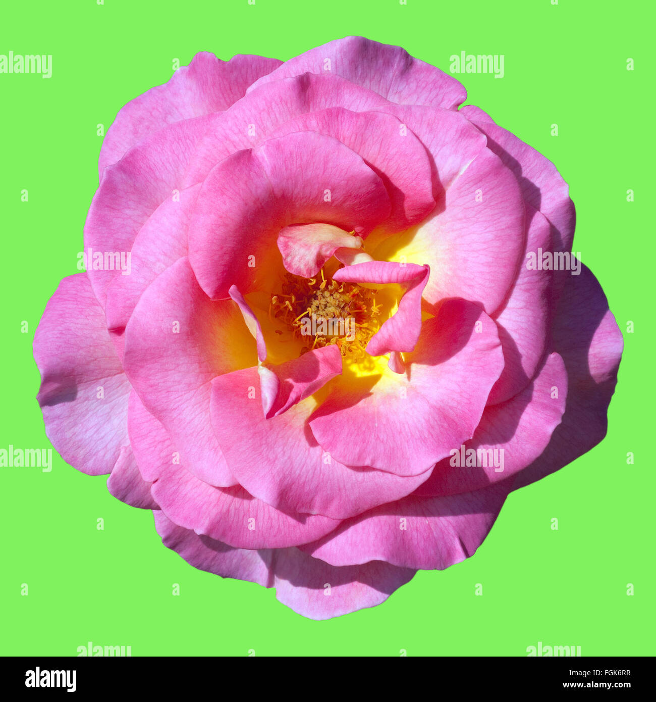 Edelrose, Pink Paradise Stock Photo