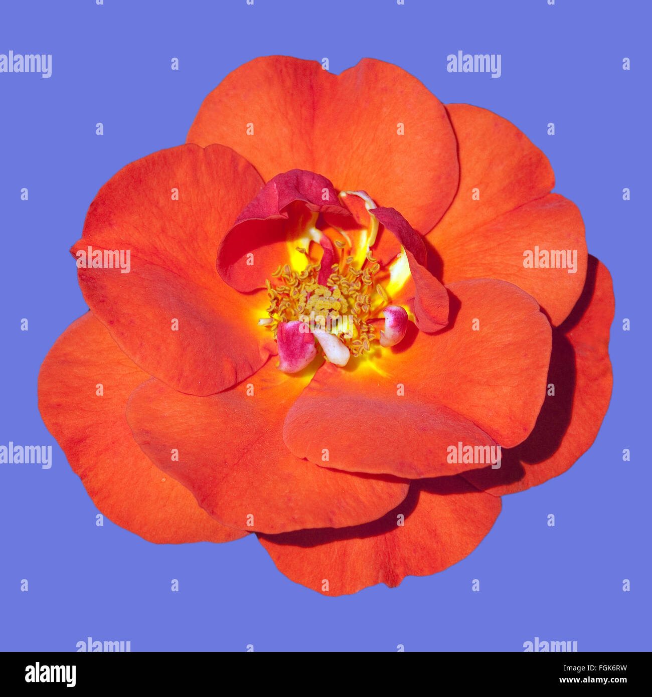 Edelrose, Westpoint Stock Photo