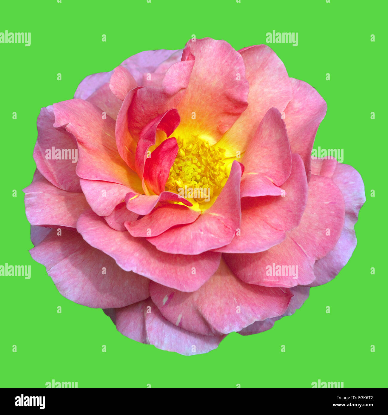 Englische Rose, Lilian Austin Stock Photo