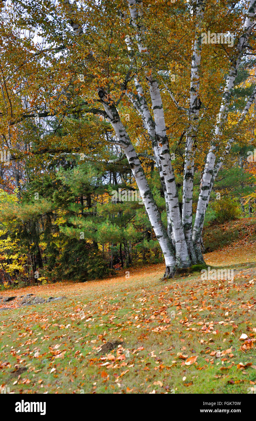 New england birch trees hi-res stock photography and images - Alamy