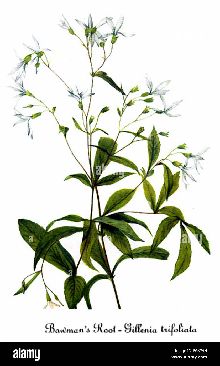 Gillenia trifoliata-3, by Mary Vaux Walcott Stock Photo