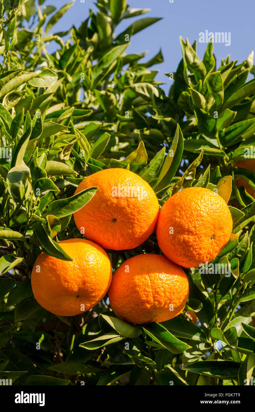Ripe oranges growing on the tree in the Spanish sunshine Stock Photo