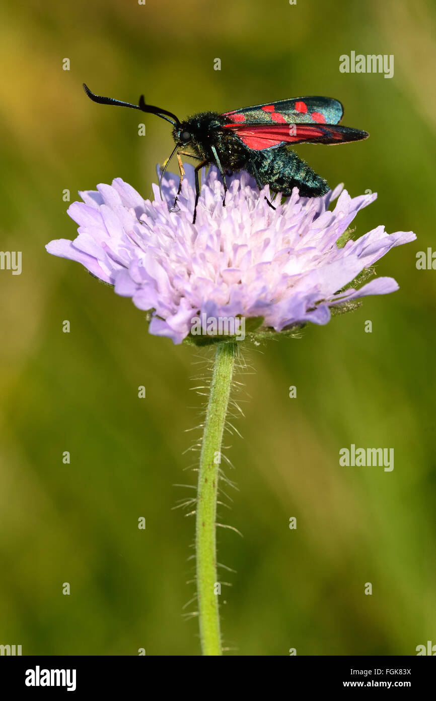 Six-spot burnet (Zygaena filipendulae) on field scabious (Knautia arvensis). A day flying moth in the family Zygaenidae Stock Photo