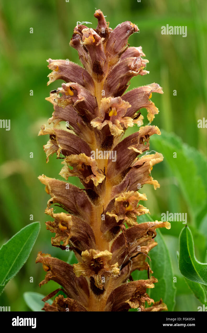 Knapweed broomrape (Orobanche elatior). Brown flower of this parasitic plant in the family Orobanchaceae Stock Photo