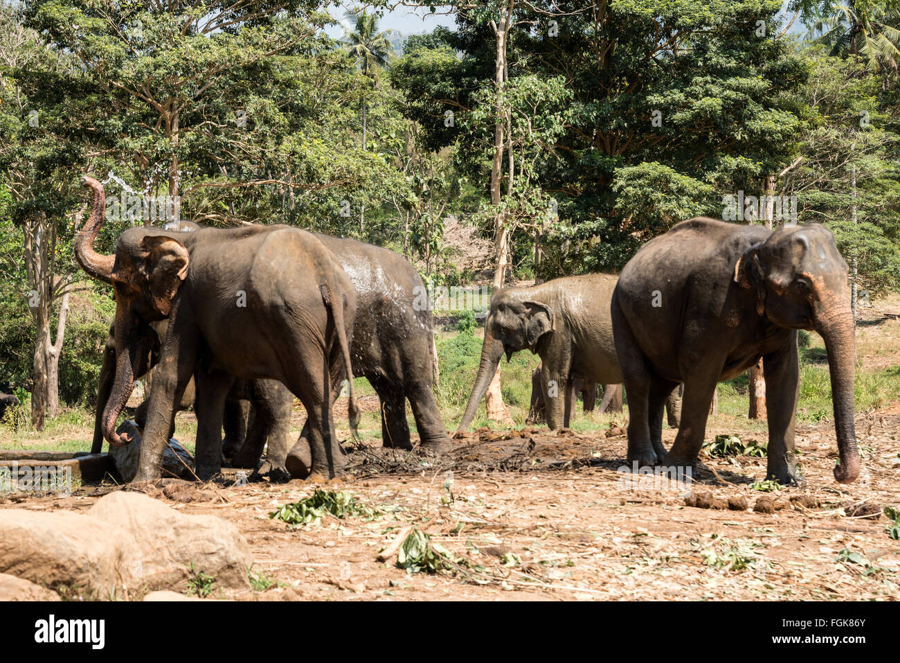 A herd of elephants at the Pinnawela Elephant Orphanage in Rambukkana, Sri Lanka.  The orphanage is G Stock Photo