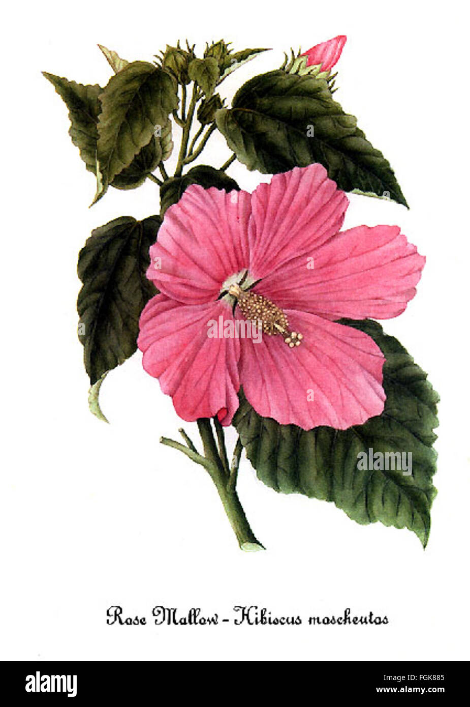 Hibiscus moscheutos, by Mary Vaux Walcott Stock Photo