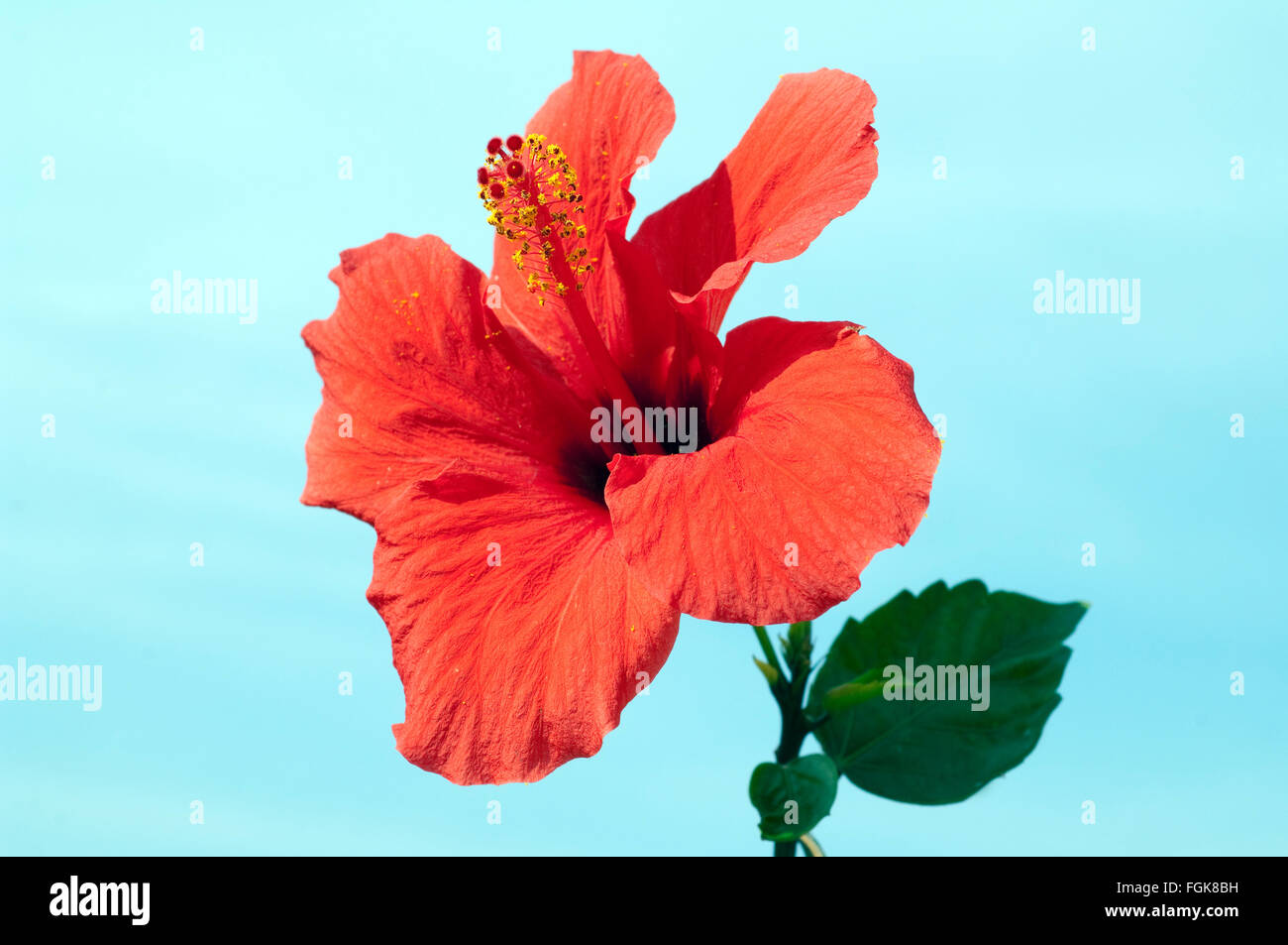 Hibiscus rosa-sinensis; Roseneibisch Stock Photo