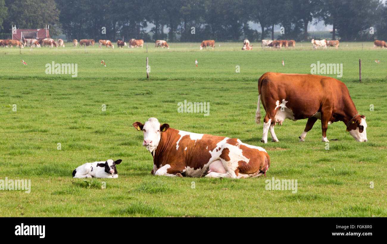 Mother cow with newborn calf Stock Photo