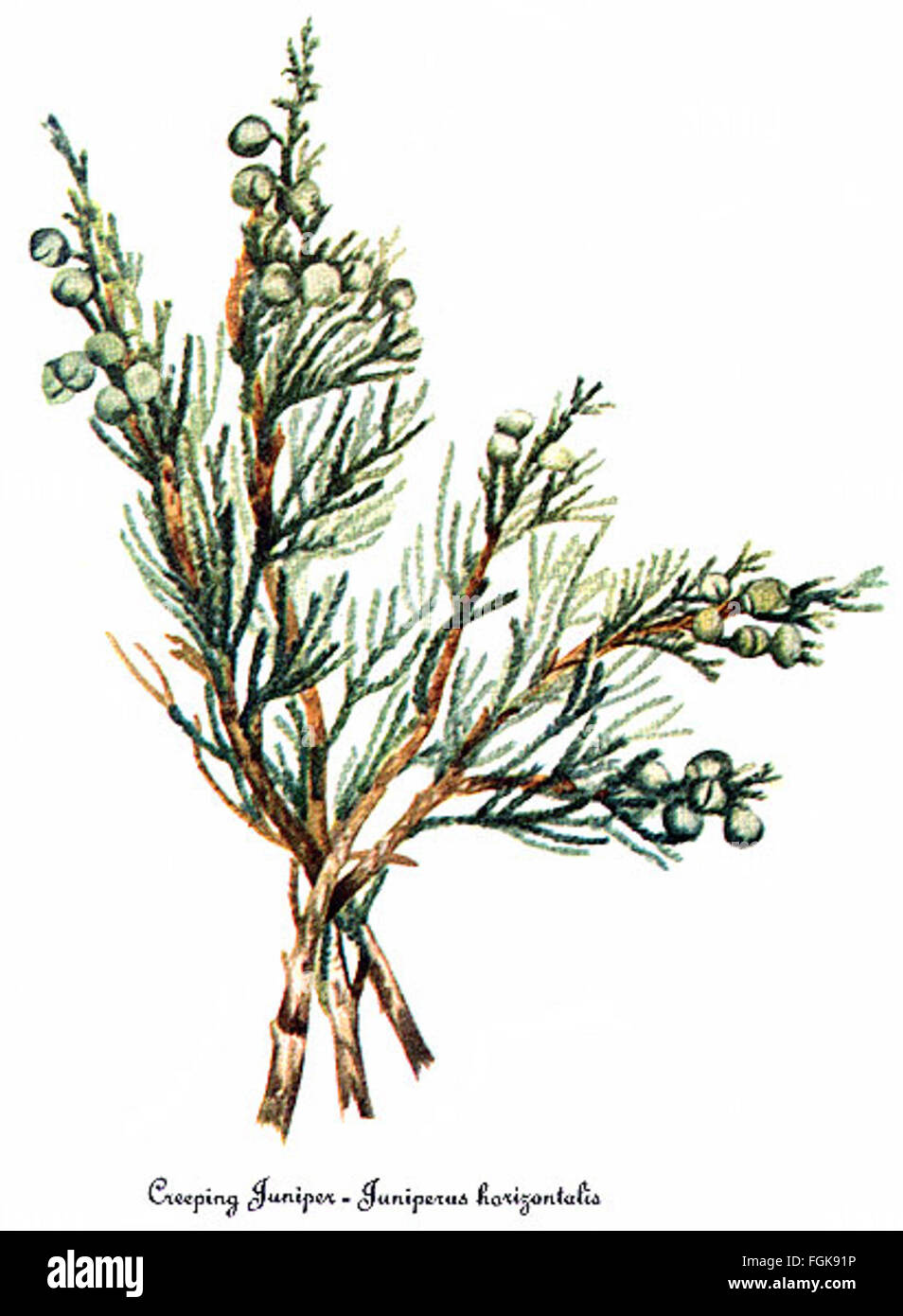 Juniperus horizontalis, by Mary Vaux Walcott Stock Photo