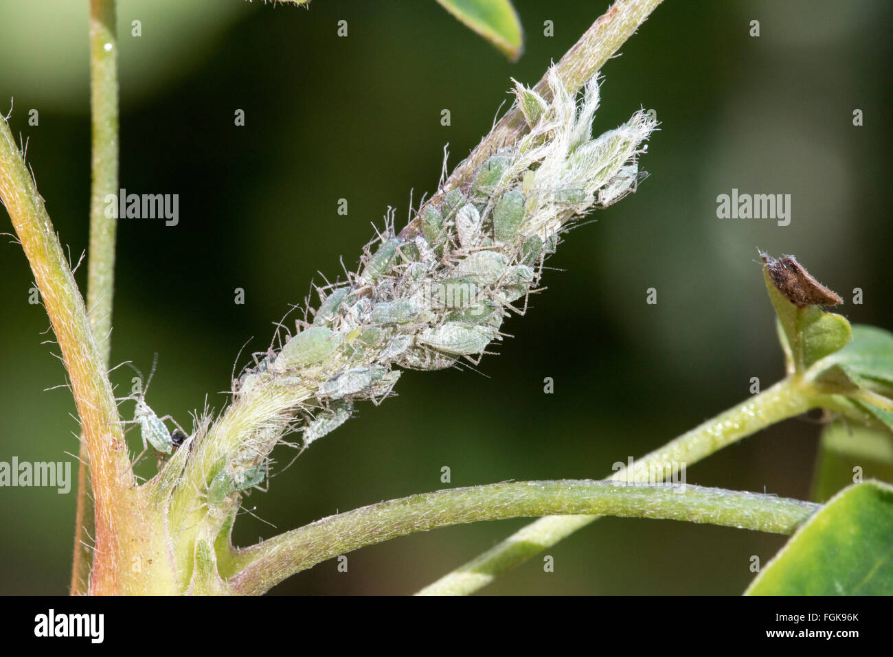 Aphids on Lupin plant Stock Photo