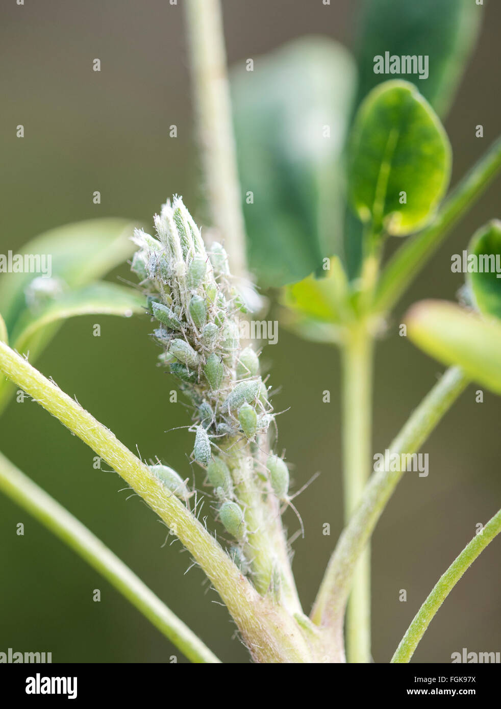 Aphids on Lupin plant Stock Photo