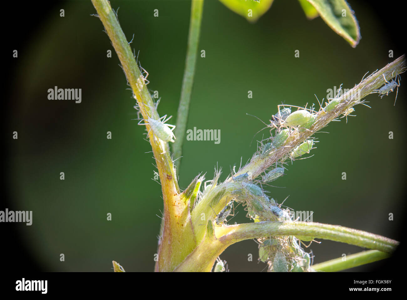 Aphids on Lupin plant Stock Photo