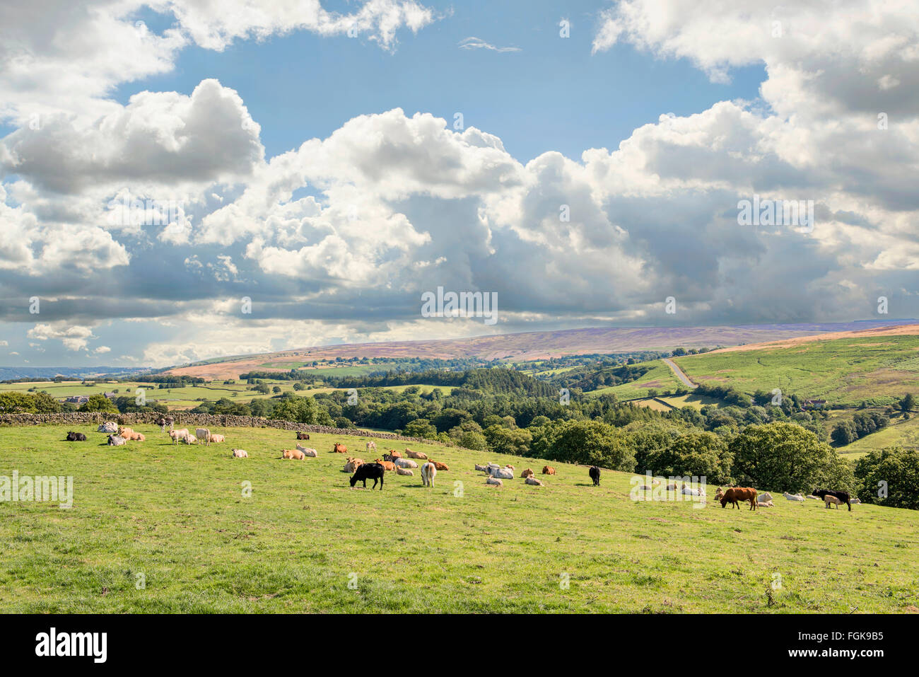 Beef Cattle on hillside near Goathland, North Yorkshire. Stock Photo