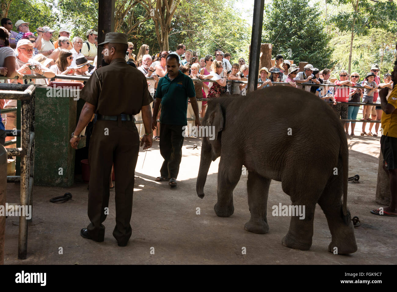 A security guard and a keeper with a calve elephant during a bottle feed at Pinnawela Elephant Orphanage in Rambukkana Sri Lanka Stock Photo