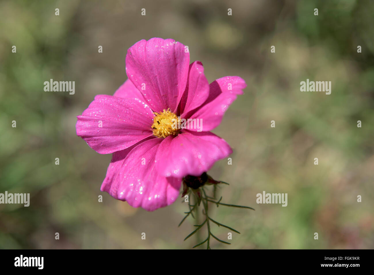 Close up cosmos flower in hi-res stock photography and images - Alamy
