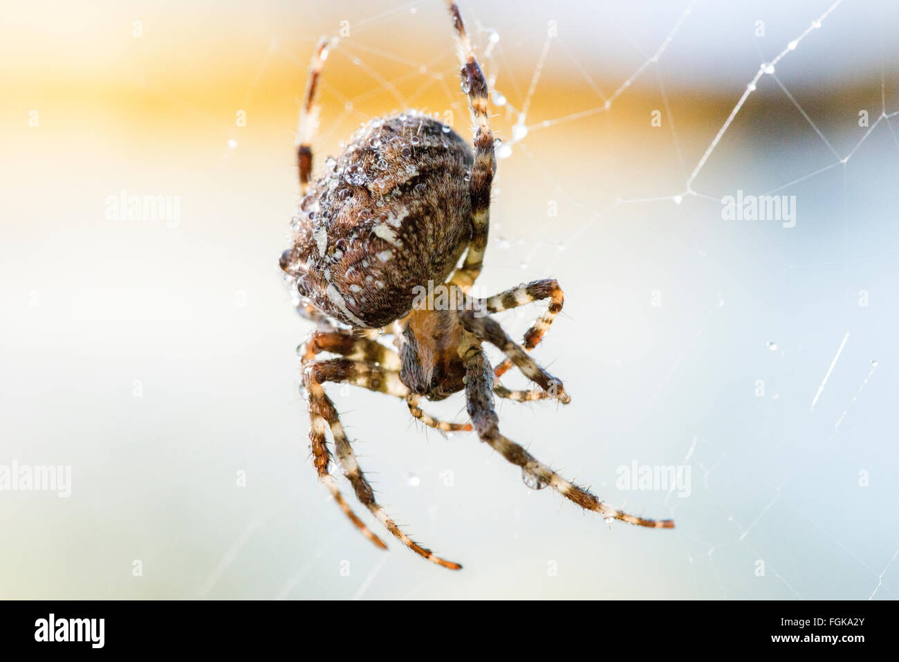 Garden Spider Araneus diadematus on web Stock Photo - Alamy