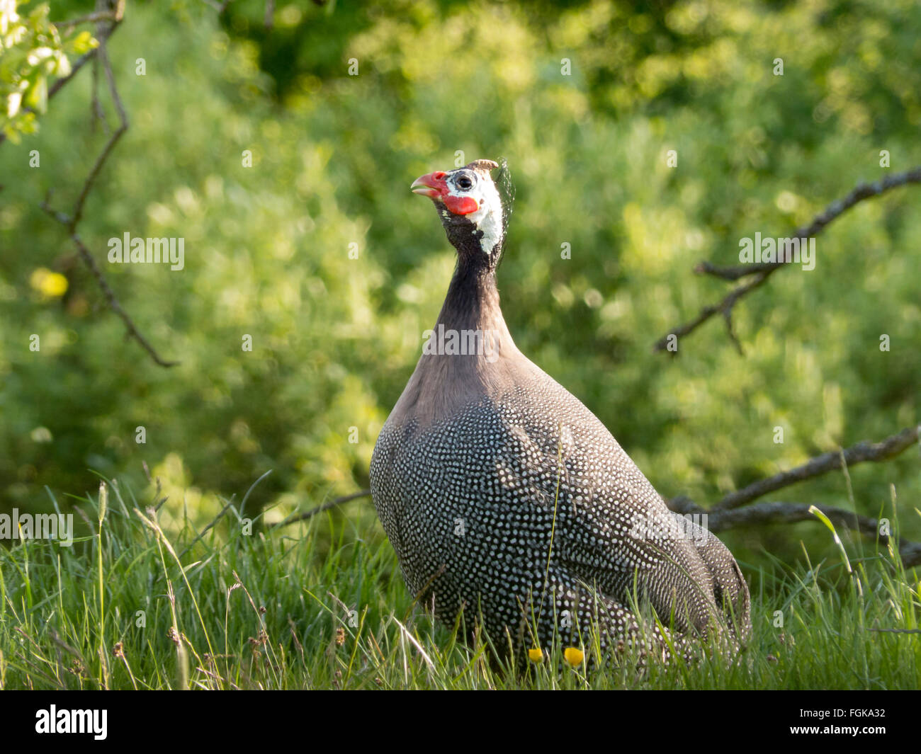 The Helmeted guineafowl, an African gamebird. Flock that live wild in Yorkshire. Family: Phasianidae  Order: Galliformes Stock Photo