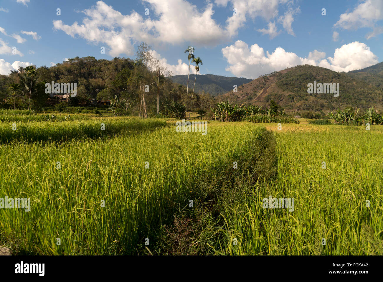 rice fields in Moni, Flores, Indonesia, Asia Stock Photo