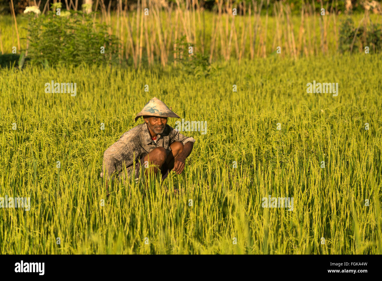 farmer in a rice field in Moni, Flores, Indonesia, Asia Stock Photo