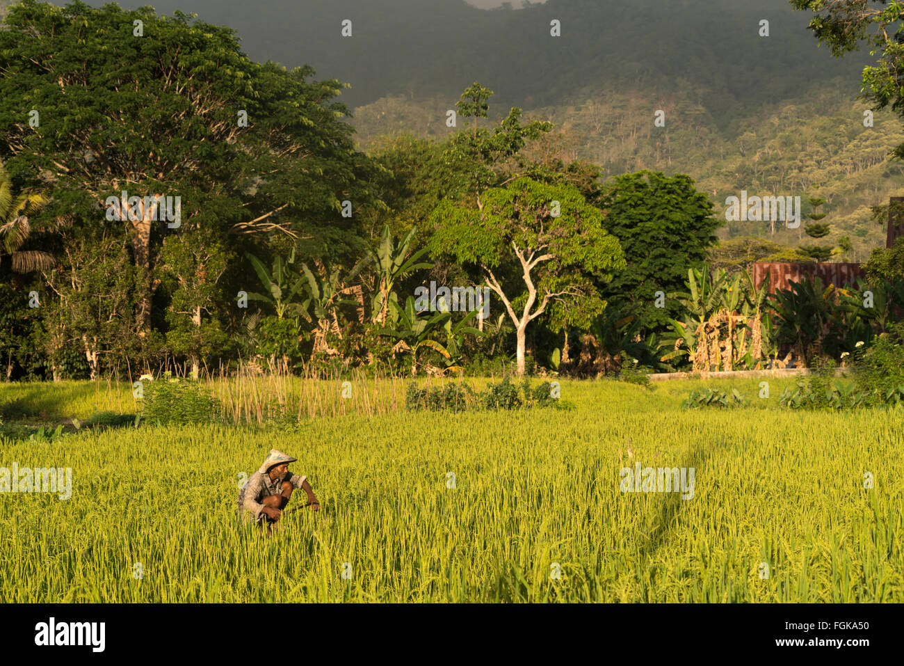 farmer in a rice field in Moni, Flores, Indonesia, Asia Stock Photo