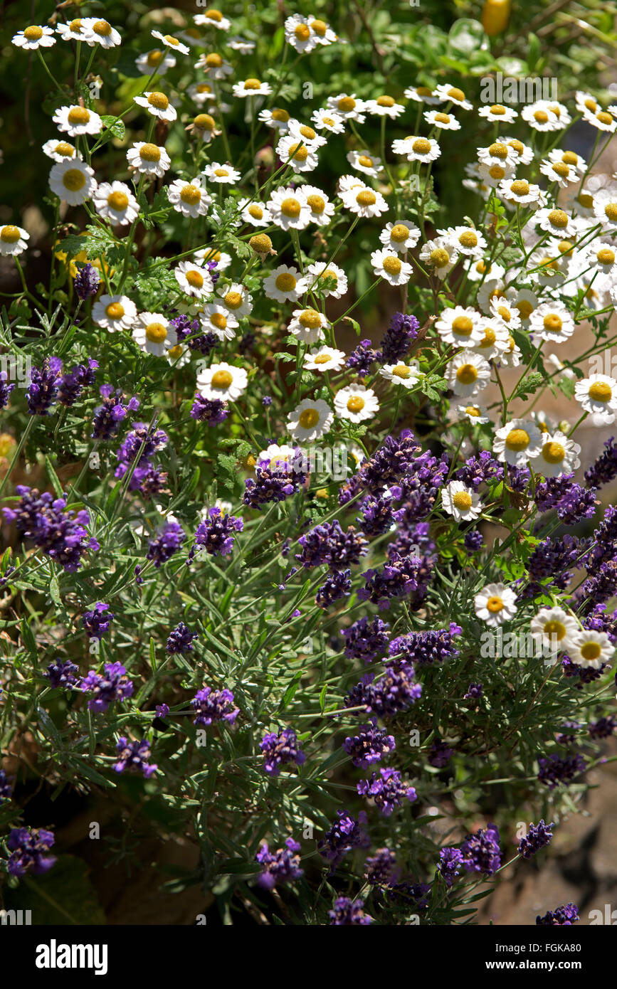 Lavender  (Lavandula) believed to be angustifolia and feverfew (Tanacetum densum). Stock Photo