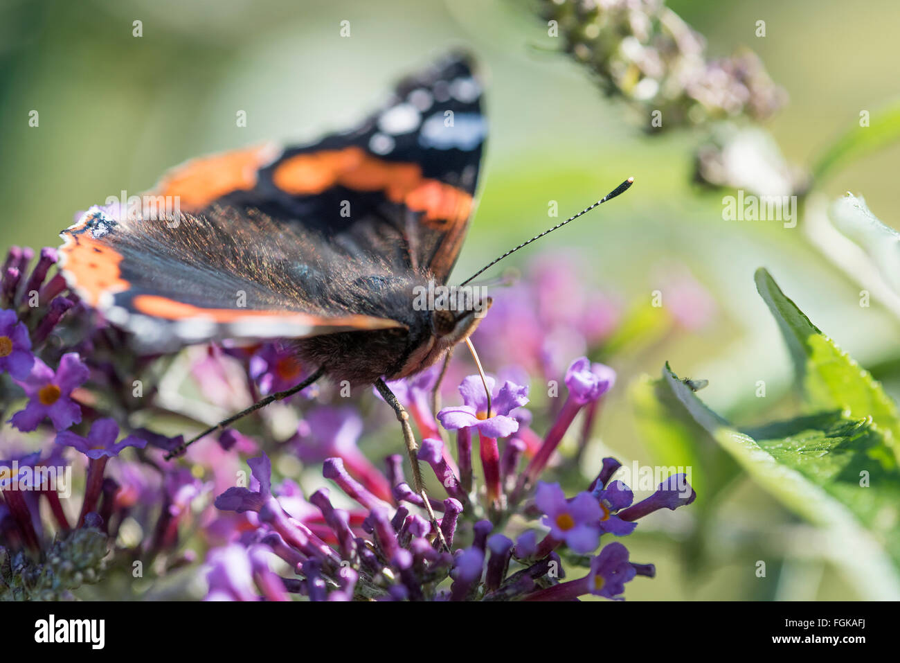 Red Admiral  (Vannesa atalanta) using the proboscis to sip nectar from the blossom of a Buddleja shrub. Stock Photo