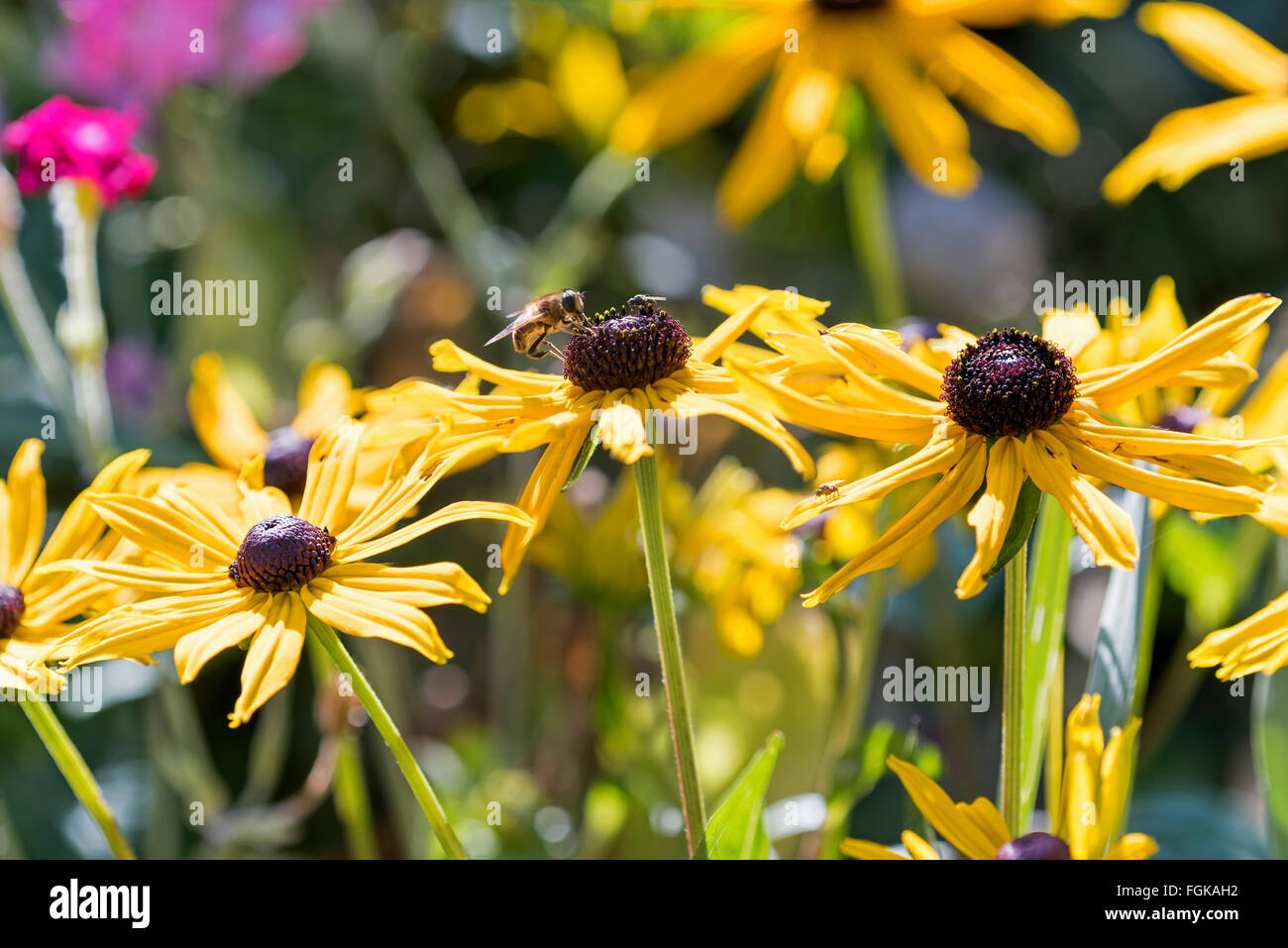 Rudbeckia  or Cone Flower  from the family Compositae in sunshine. Stock Photo