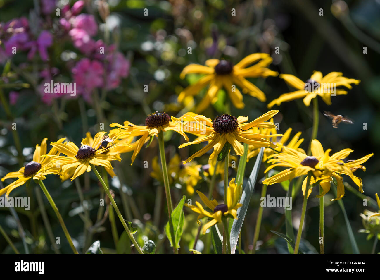 Rudbeckia  or Cone Flower  from the family Compositae in sunshine. Stock Photo