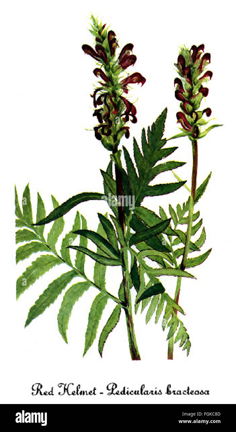 Pedicularis bracteosa-2, by Mary Vaux Walcott Stock Photo