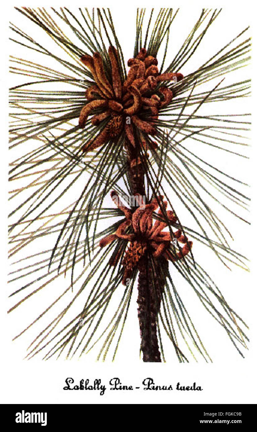 Pinus taeda, by Mary Vaux Walcott Stock Photo