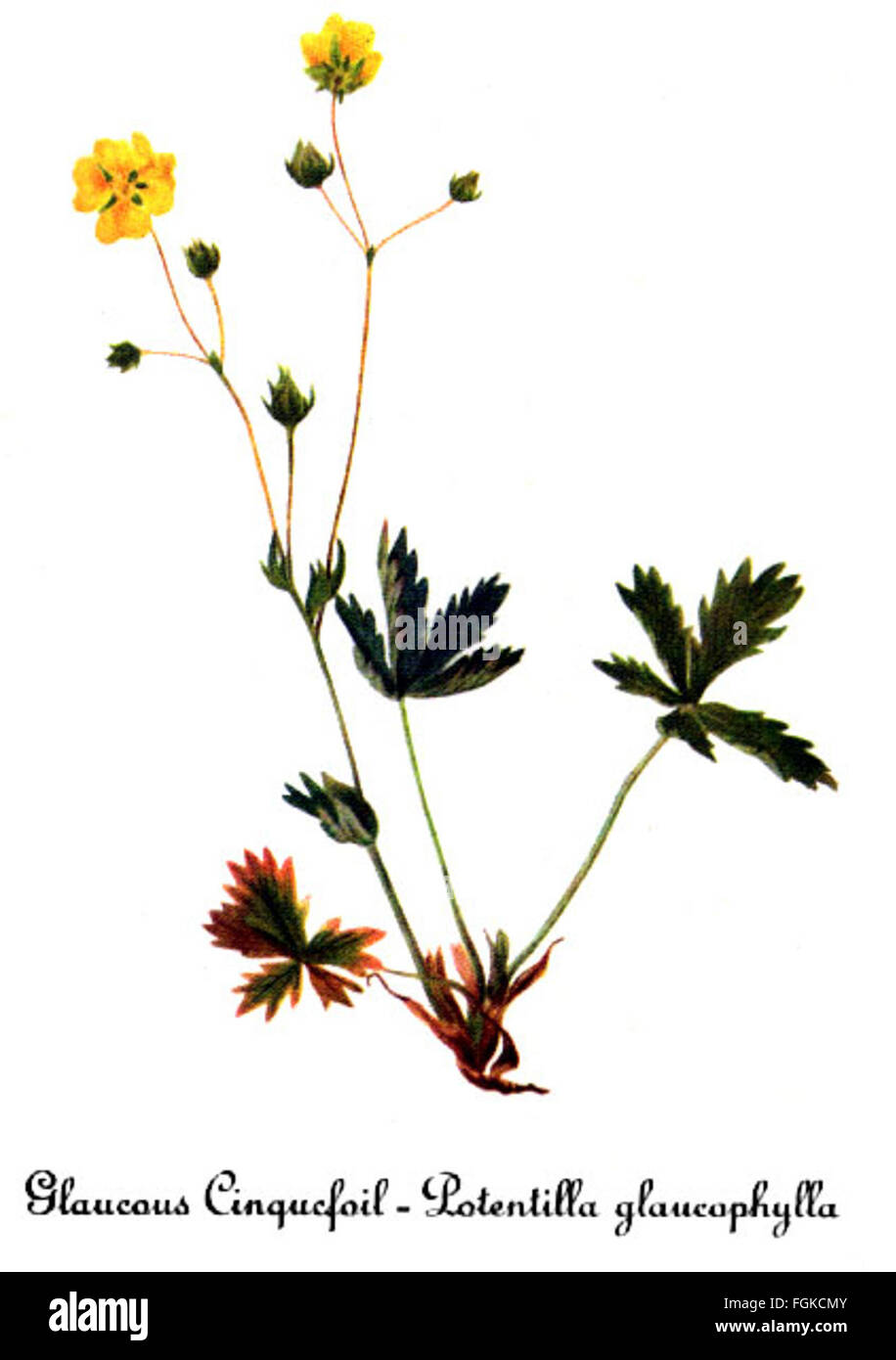 Potentilla diversifolia, by Mary Vaux Walcott Stock Photo