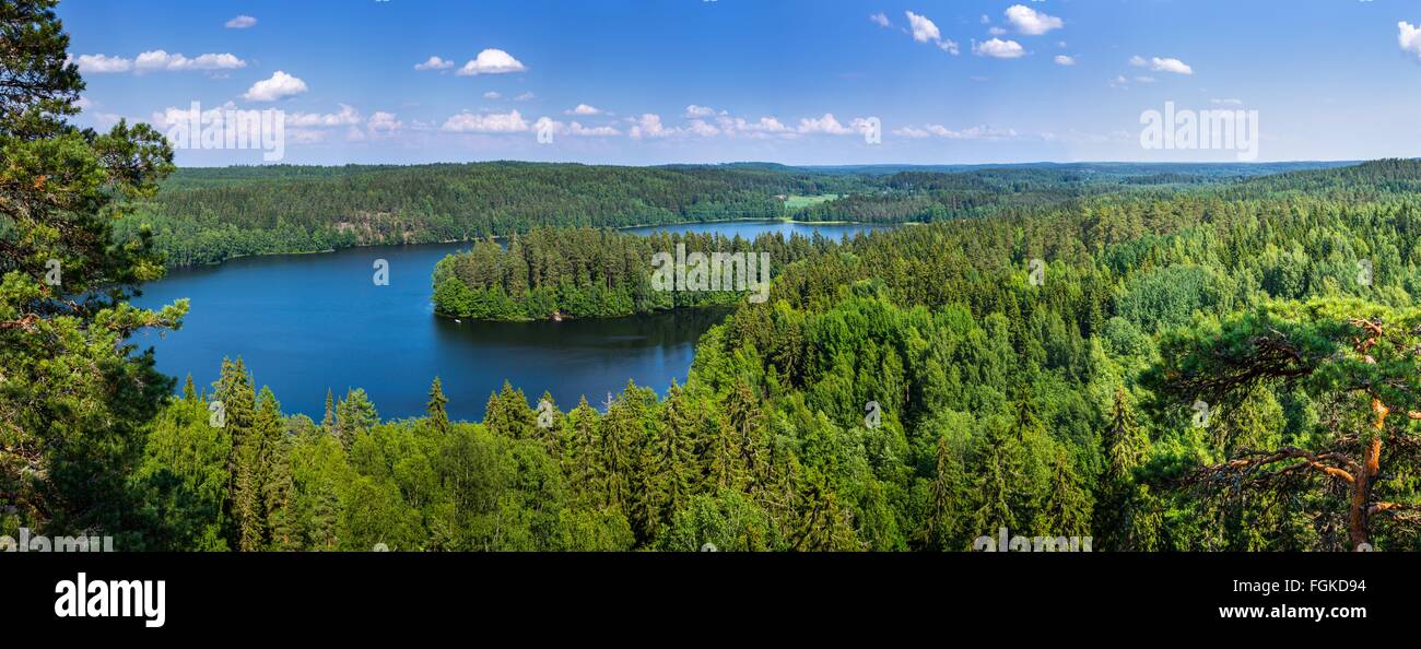 Forest Landscape Stock Photo