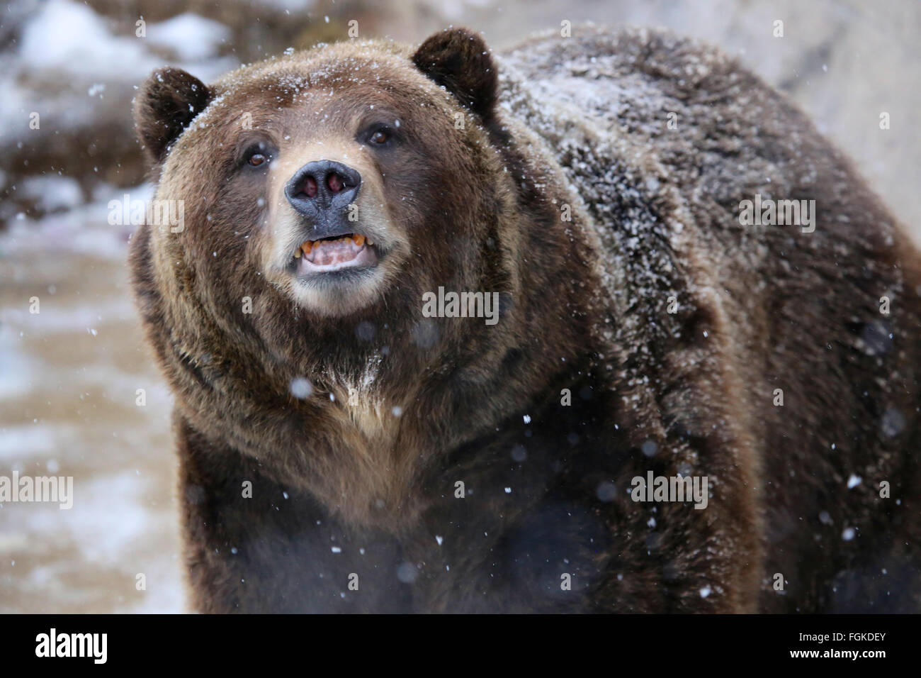 Grizzly bear close up in snow Stock Photo