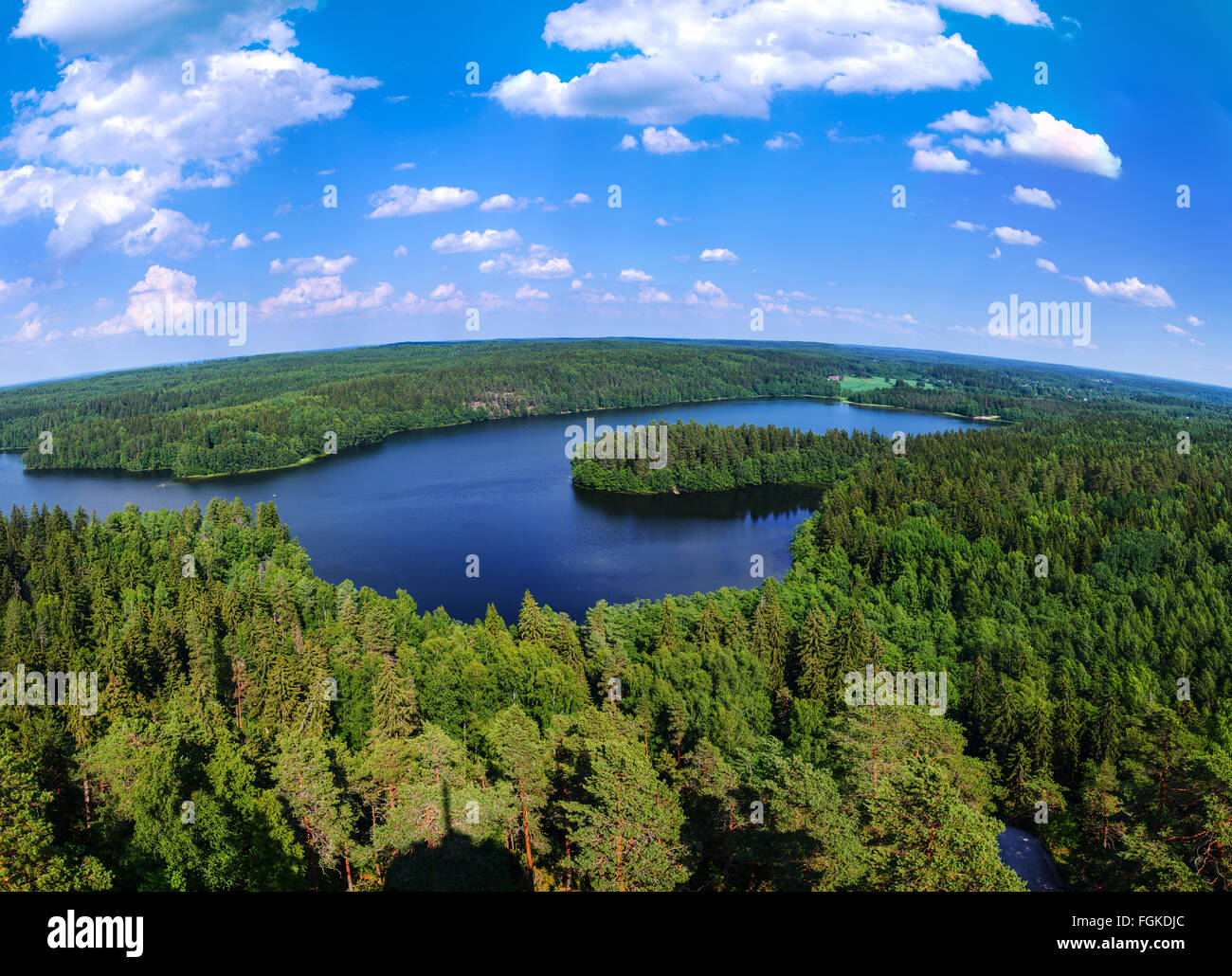 Forest Landscape Stock Photo