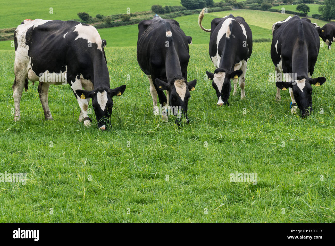 Welsh cows grazing on green pastures in Pembrokeshise Stock Photo